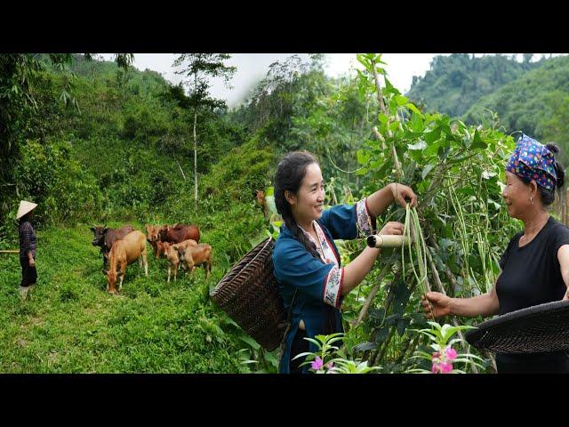 Mother helps kind uncle herd cows - Phan sells melons to earn extra income