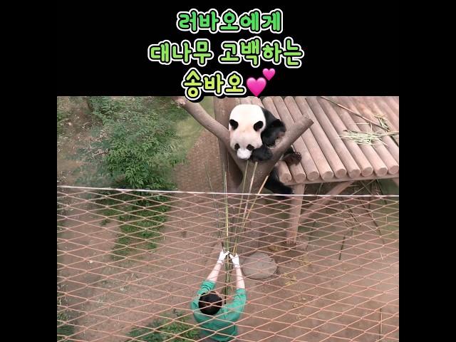 푸바오Fubao패밀리러바오와 송바오님의 귀한 대면 영상러바오에게 대나무 다발을 선물하는 송바오님 찐사랑️