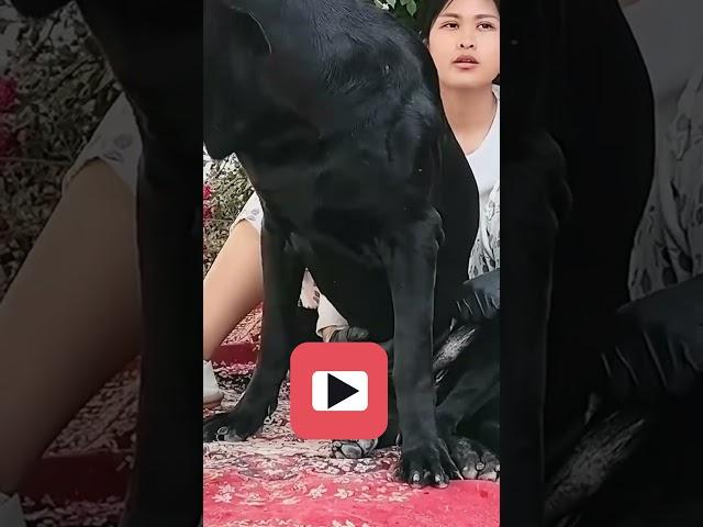 This dog is creating the new generation 511