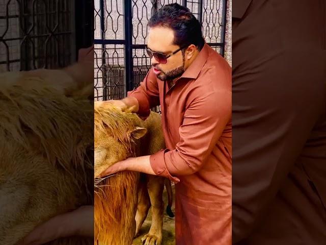 Lion attack on my hand (mian saqib)