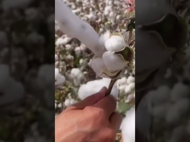 Picking cotton