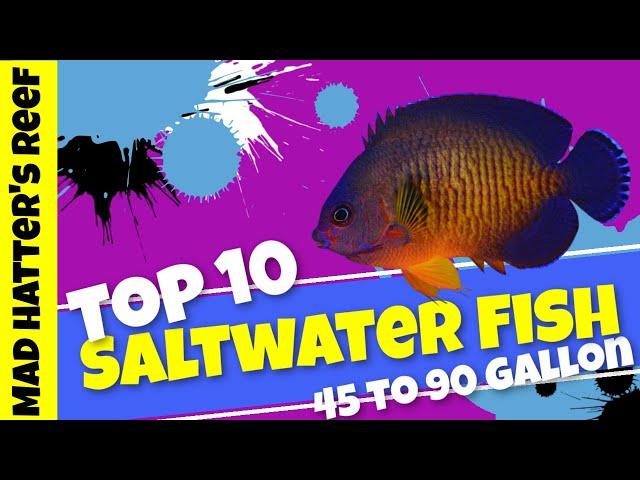 Top 10  Saltwater Fish for a 45 to 90 gallon aquarium