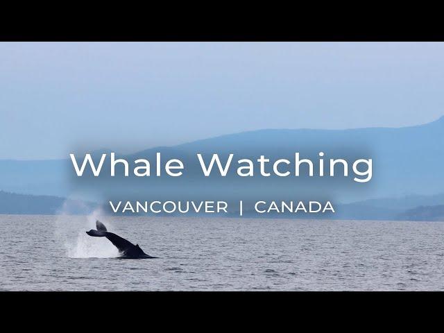 Whale Watching in British Columbia with Prince of Whales