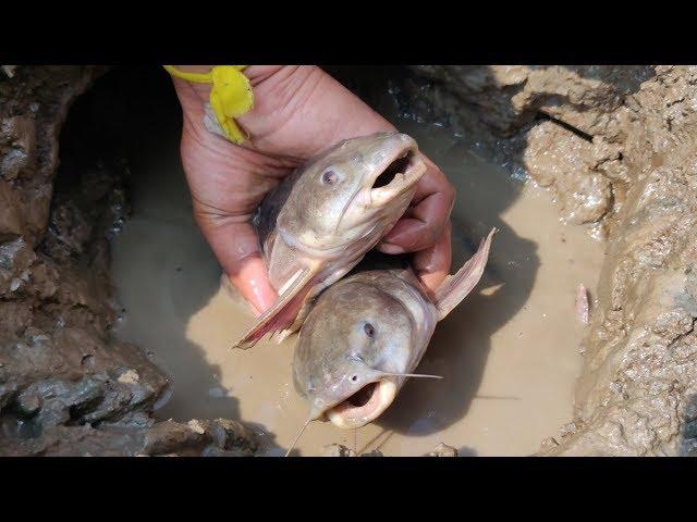 Find Giant Catfish In Secret Hole | Dry Season Fish Searching