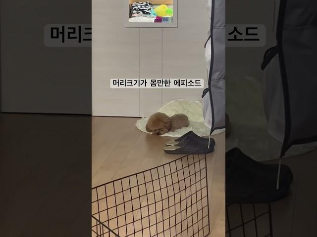 우리집에 대두가 살아요…(?) #강아지 #강아지브이로그 #말티푸 #puppy #귀여운강아지 #강아지일상 #cutedog
