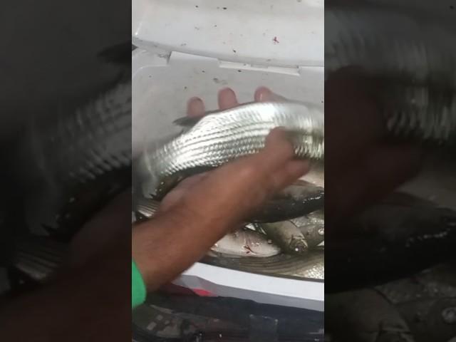 اسهل طريقة لصيد البوري من البرك الفيديو بالكامل من هنا  #صيد #fishing #صيدالسمك #اكسبلور #الصيد