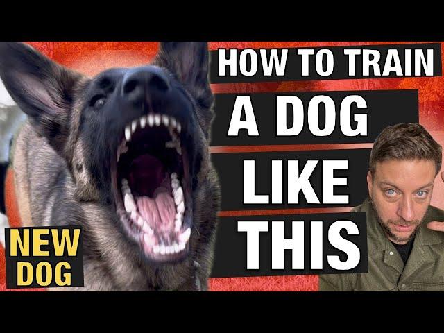 How to Train a High-Energy Powerhouse Dog Without Losing Control!