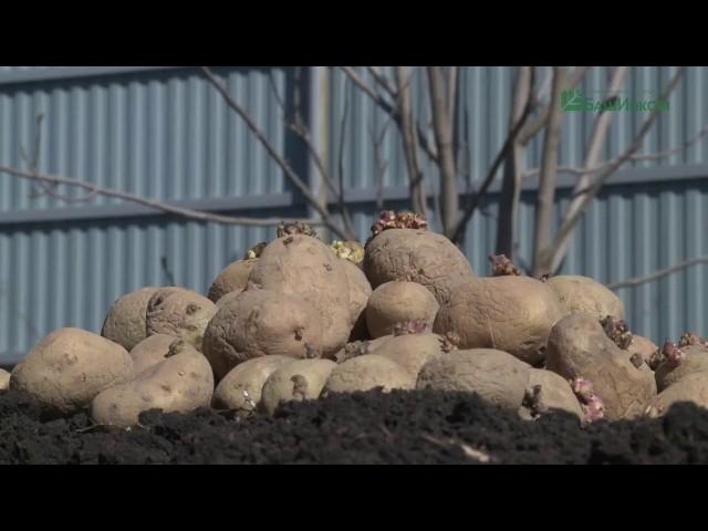 Huge CROPS of POTATOES or 650 kg. potatoes 1 sq. m.!│Bashinkom