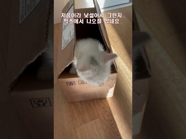 새끼고양이를 입양했어요. #shorts #cat