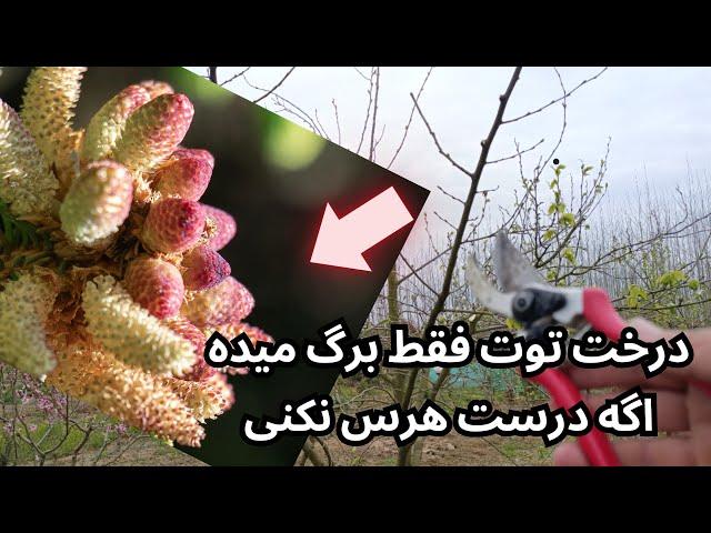 چطوری درخت توت را هرس کنیم که میوه های آن بیشتر و درشت تر شوند /نحوه هرس توت سیاه و سفید متفاوت است