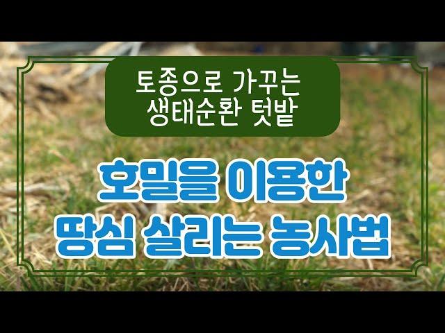 호밀만 있으면 지력 살리기, 어렵지 않아요! - 토종 호밀로 땅심 살리기