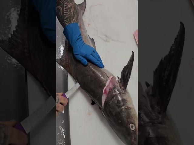 cobia fish cutting skills  #fishcutting_videos  #fishcutting #fishcuttingskill #xfish