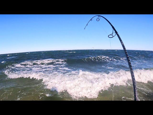 Surfcasting Fish Hit the Beach As Fall Run Surf Fishing Keeps Going!