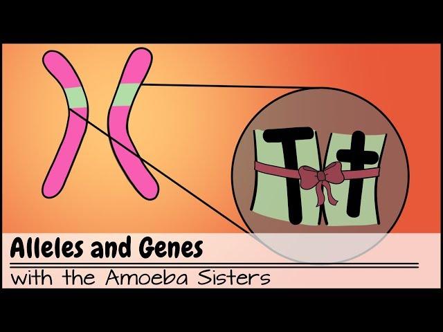 Alleles and Genes