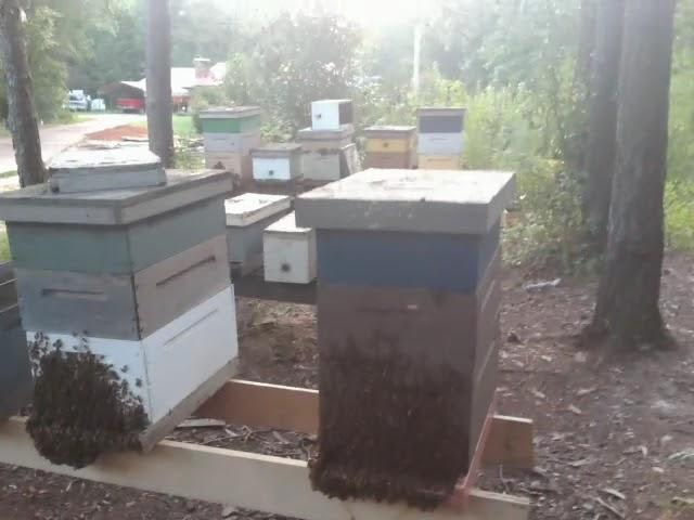 HOT BEES IN AUG.