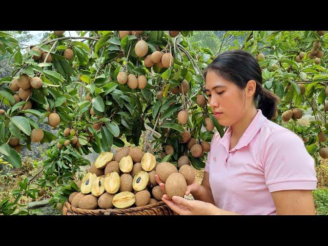 120 Days Harvest Sapodilla, Agricultural Products Go to Market sell | Gardening-Farming-Animal Care