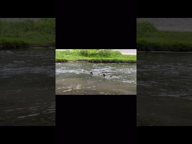 Ducks at Dovedale