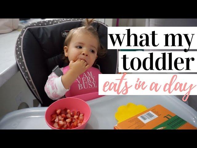 WHAT MY TODDLER EATS IN A DAY 2019 | EASY TODDLER MEAL IDEAS