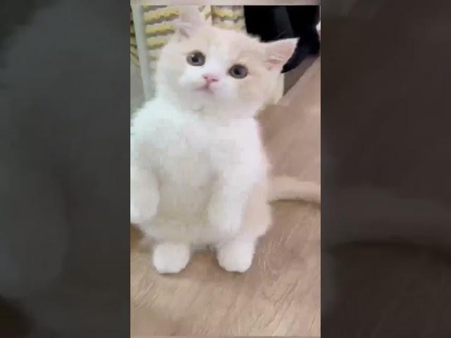 #Short #cat cute สัตว์เลี้ยงที่น่ารักน่ารักมากๆที่พวกเราะด้วยกัน