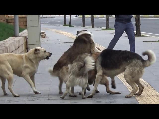 Mardin'de Sokak Köpekleri Birbirlerini Parçalarcasına Kavga Etti  | Dehşet Saçan Anlar Kamerada