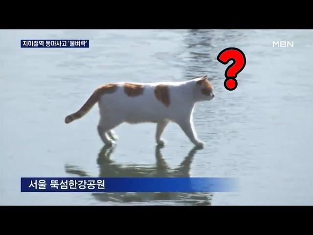 꽁꽁 얼어붙은 한강 위로 고양이가 걸어다닙니다 모음