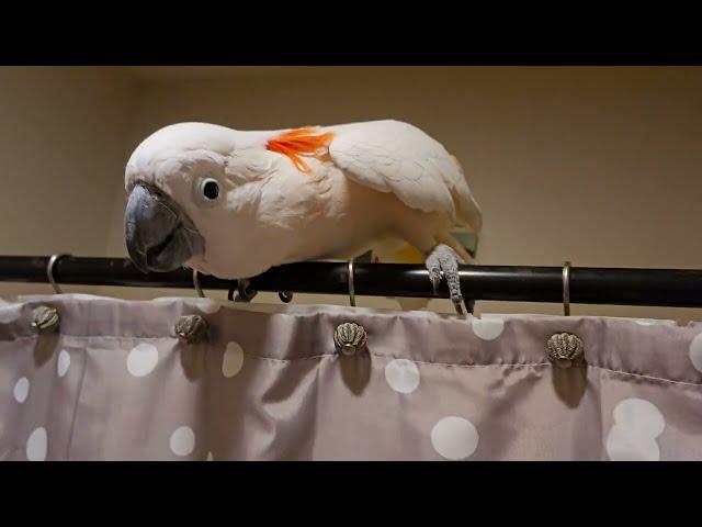 Cockatoo Shower Conversation 