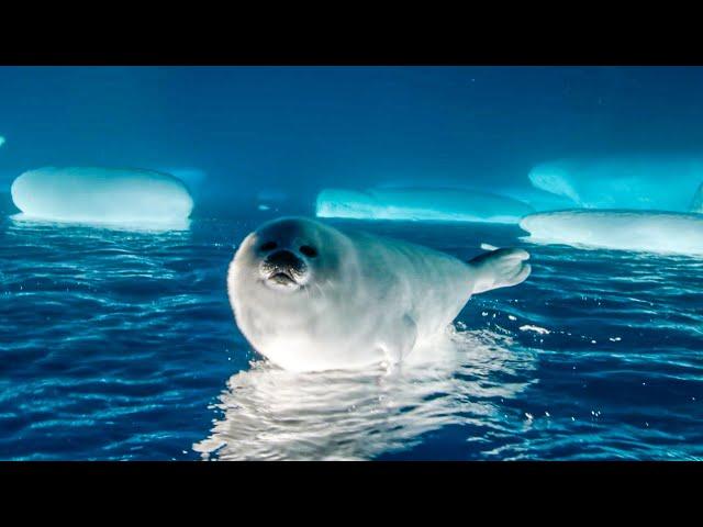 Adorable Seal Pup Starts to Explore | Frozen Planet II | BBC Earth