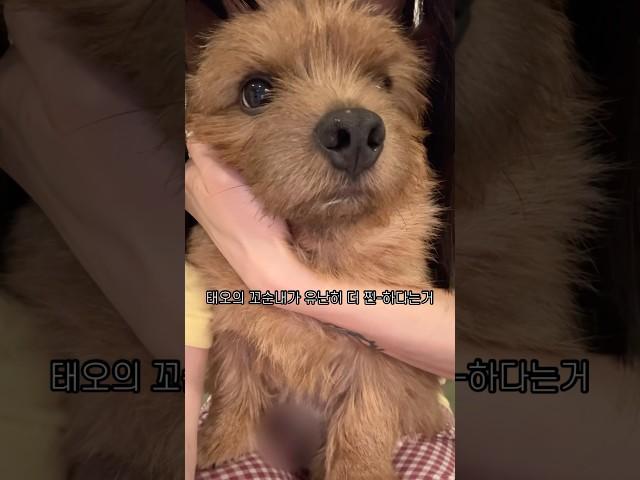비가 오면 손님도 없고 야구도 안하고 태오랑 산책도 못가지만 #마태오 #반려견 #반려견일상 #강아지 #강아지브이로그 #doglife