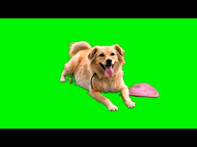 Dog Green Screen - Chroma Key Video Footage HD || Crazy Editor