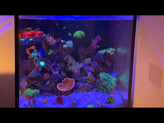 Moving my Redsea Reefer 200XL saltwater marine mixed coral reef tank