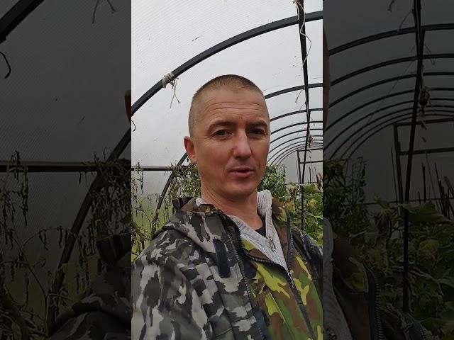что осталось в парнике на 23 октября.