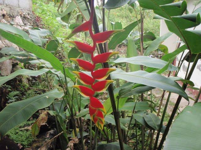 Growing the Hanging Lobster Claw (Heliconia rostrata)