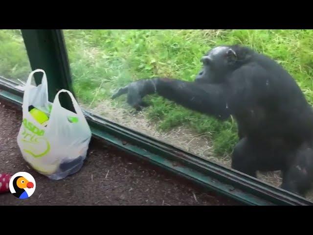 SMART Chimp Asks Zoo Visitors For Drink | The Dodo