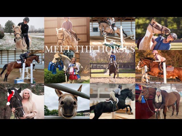 MEET THE HORSES // PART 1 (MY HORSES)