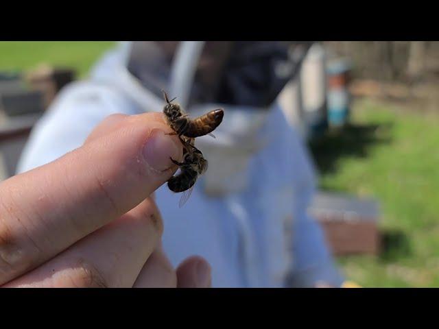 Splitting Honey Bee Colonies