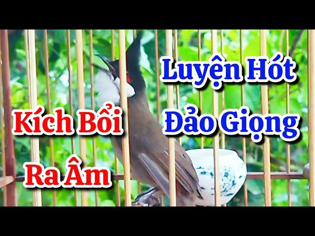 chào mào hót sáng kích bổi - luyện giọng hay ép bổi sổ bọng và căng lửa - chào mào hót đấu