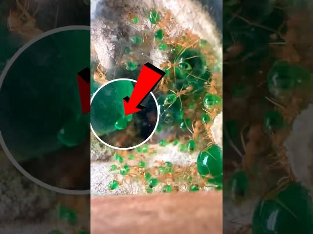 I gave my ants a green nectar | Golden Honeypot Ants