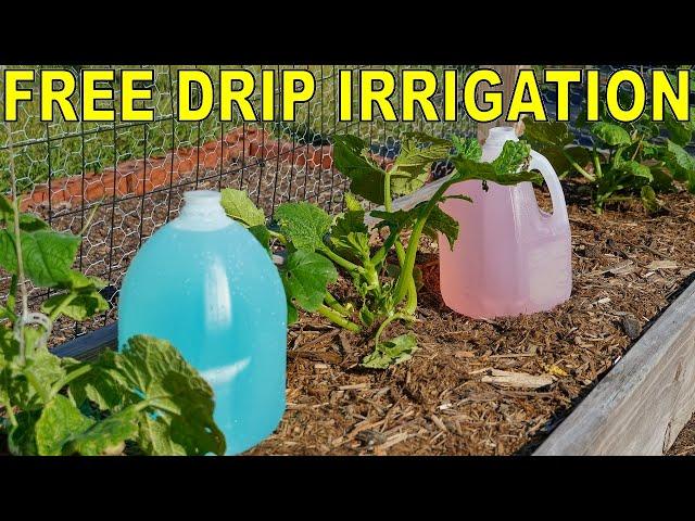 How To Build A FREE DIY Garden DIP IRRIGATION System With Milk Jugs!