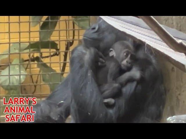 Baby Gorilla - Jameela's Here!  #4.     #gorillas