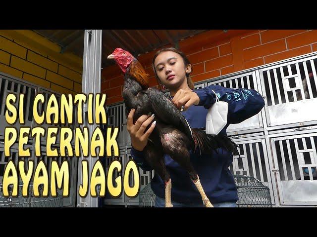 CEWEK CANTIK SUKSES JADI PETERNAK AYAM JAGO