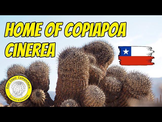 Searching for the most famous Copiapoa cactus species 