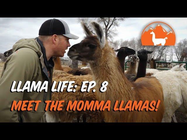 Meet the Momma Llamas - Ep.8 - Llama Life