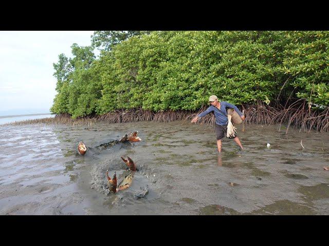 Amazing Catching Many Huge Mud Crabs In Muddy after Water Low Tide