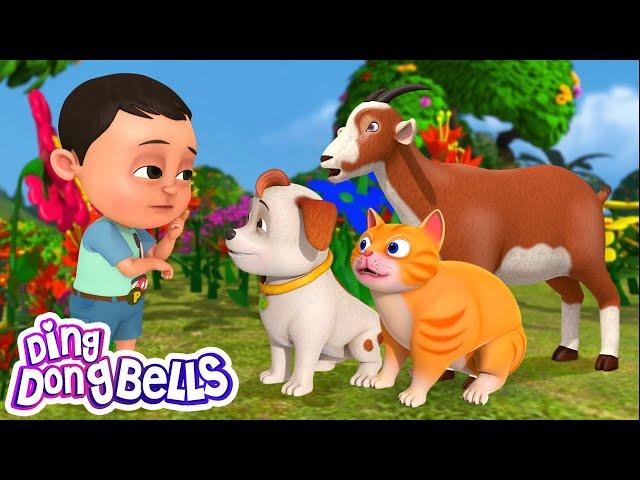 Meow Meow Chhoti Billi | म्याऊं म्याऊं छोटी बिल्ली | Kids Nursery Rhymes in Hindi | Ding Dong Bells