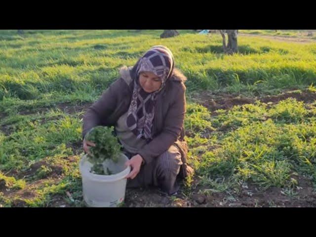 YABAN KERDEMESİNE BENZEYEN KUŞ OTU,TAZECİK  ISIRGANOTU TOPLADIM ZEYTİNLERE HANGİ GÜBREYİ ATTIM