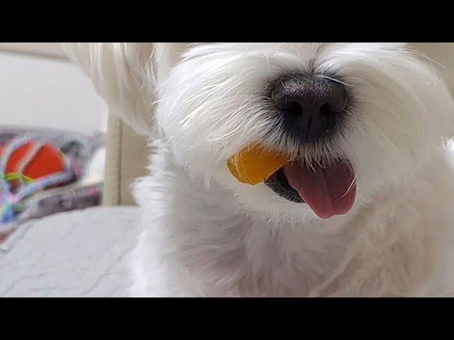 지금부터 이 간식을 숨겨 보겠습니다~