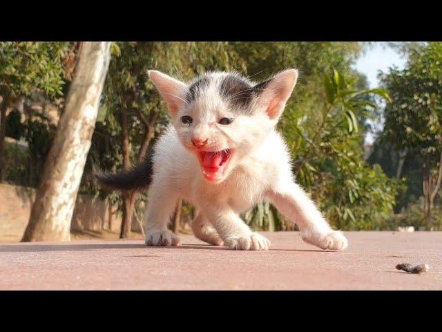 Baby kittens found on a small street  Waiting For Someone To Save It