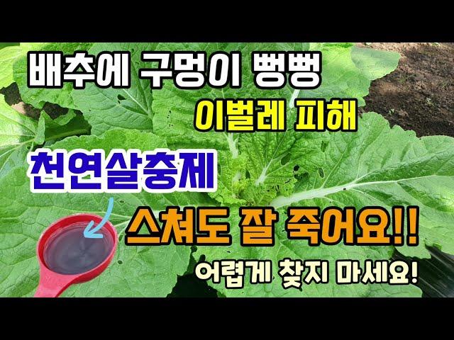 배추에 구멍이 뻥뻥 뚤렸다면 이벌레들 피해 한약제로도 쓰이는 천연살충제 이거 뿌리고 맞으면 벌레100%잘 죽고 농약 만큼 효과 좋아요.