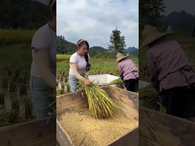 金秋稻田黄、挥汗打谷忙、谷粒纷纷落、丰收满箩筐！ 抖音热点宝三农 农村丰收的喜悦 农民 农民种地不易 抖音助农 @苗家九妹@苗家九妹_农村生活号 @九妹