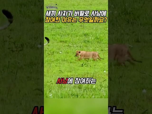 새끼 사자가 사냥에 참여한 이유 – 훈련 전략 해설